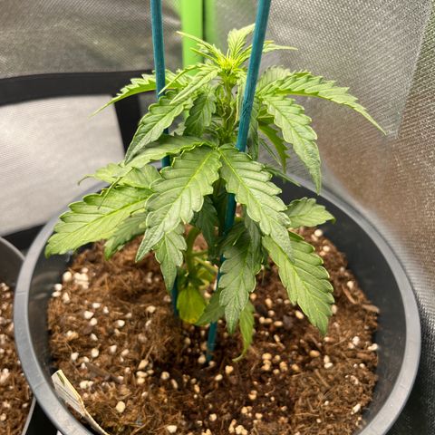 Blue Cheese Automatic growlog timeline photo