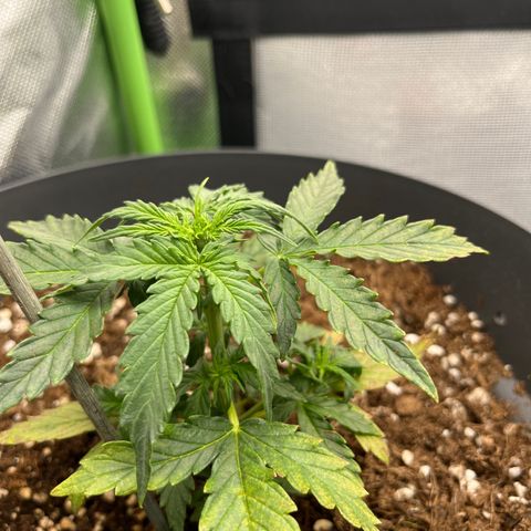 Blue Cheese Automatic growlog timeline photo