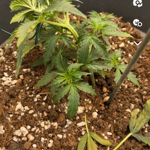 Blue Cheese Automatic growlog timeline photo