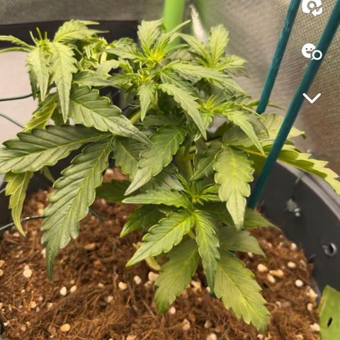 Easy Bud growlog timeline photo