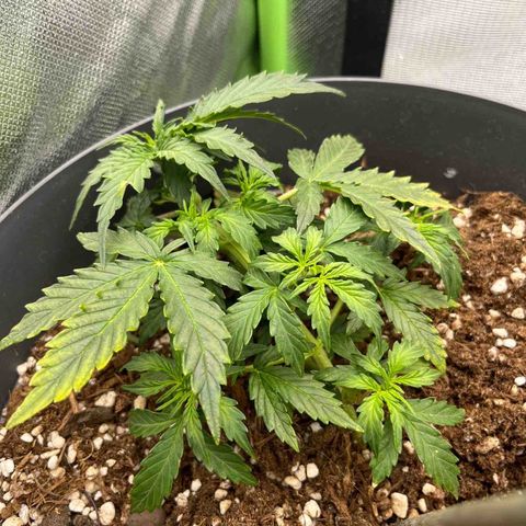 Blue Cheese Automatic growlog timeline photo