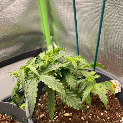 Blue Cheese Automatic growlog timeline photo