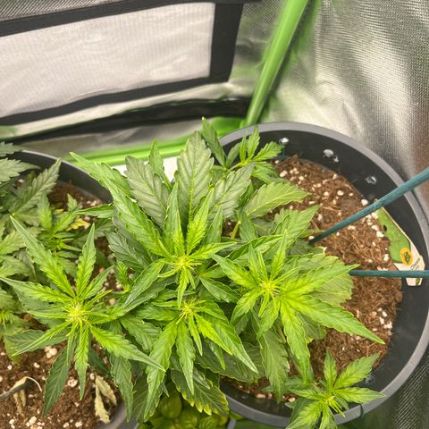 Blue Cheese Automatic growlog timeline photo