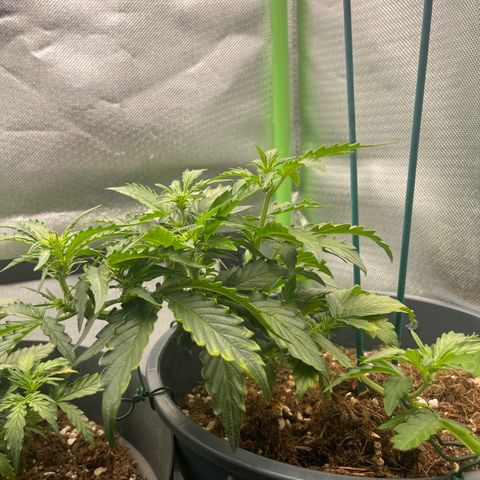 Blue Cheese Automatic growlog timeline photo
