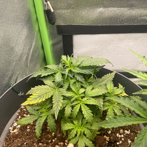 Easy Bud growlog timeline photo
