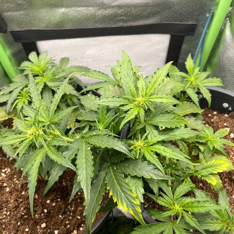 Blue Cheese Automatic growlog timeline photo