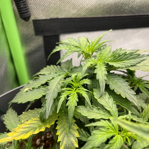 Easy Bud growlog timeline photo