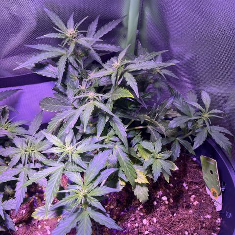 Blue Cheese Automatic growlog timeline photo