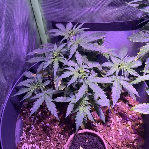 Easy Bud growlog timeline photo