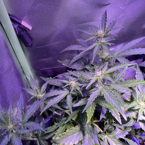 Blue Cheese Automatic growlog timeline photo