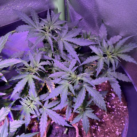 Easy Bud growlog timeline photo