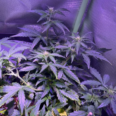 Blue Cheese Automatic growlog timeline photo