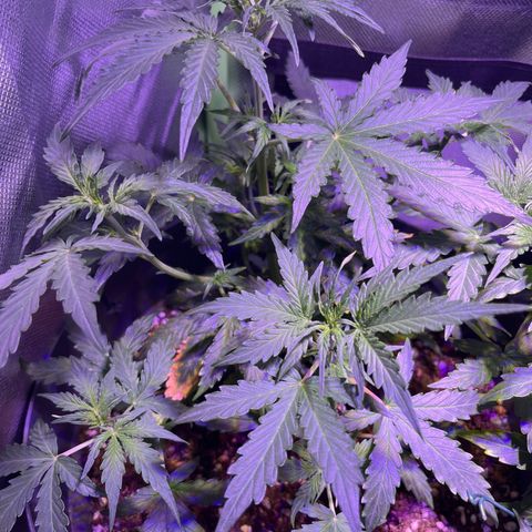 Easy Bud growlog timeline photo