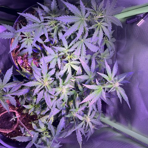 Blue Cheese Automatic growlog timeline photo