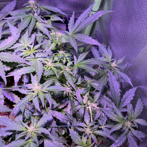 Blue Cheese Automatic growlog timeline photo