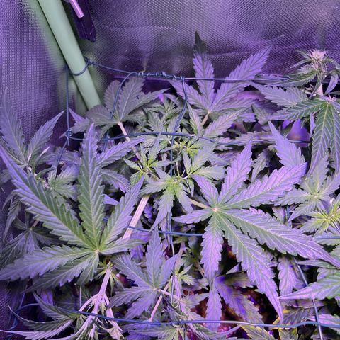 Easy Bud growlog timeline photo