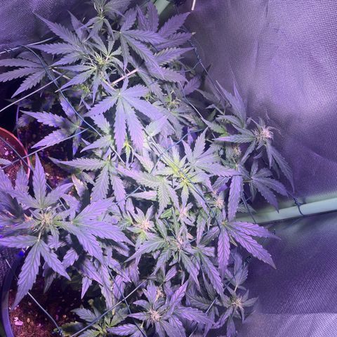 Blue Cheese Automatic growlog timeline photo