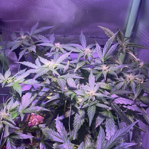 Blue Cheese Automatic growlog timeline photo