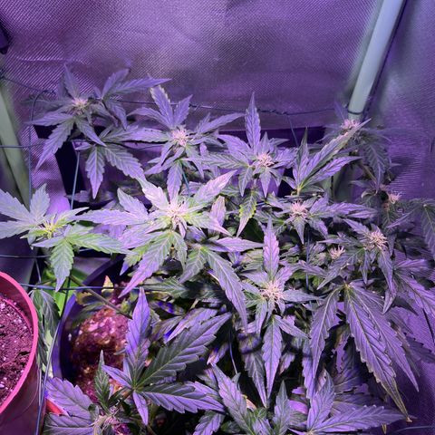Blue Cheese Automatic growlog timeline photo