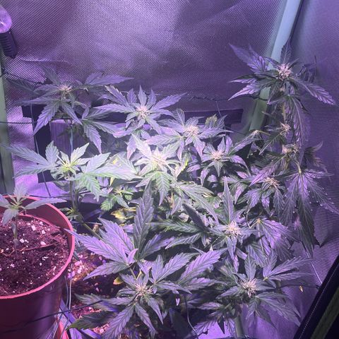 Blue Cheese Automatic growlog timeline photo