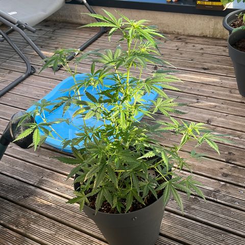 Easy Bud growlog timeline photo