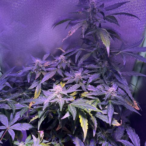 Blue Cheese Automatic growlog timeline photo