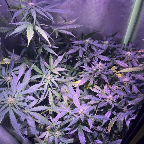Blue Cheese Automatic growlog timeline photo