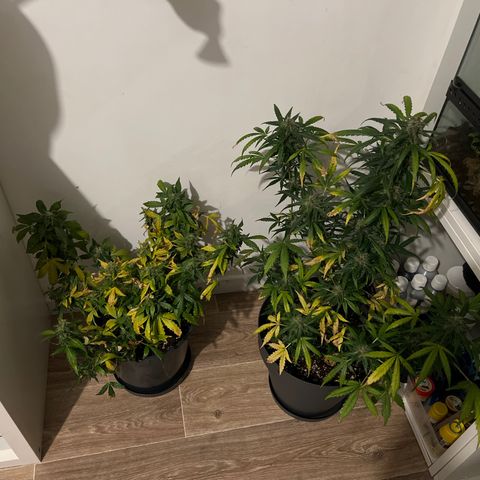 Blue Cheese Automatic growlog photo: 24h obsucurité 