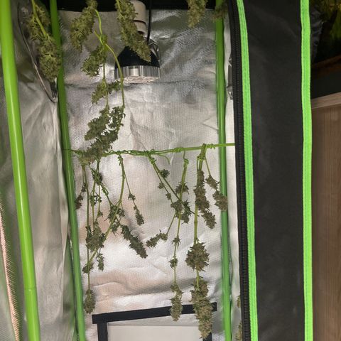 Blue Cheese Automatic growlog timeline photo