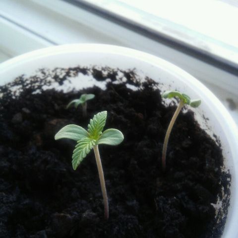 Иедика growlog photo: 4 см