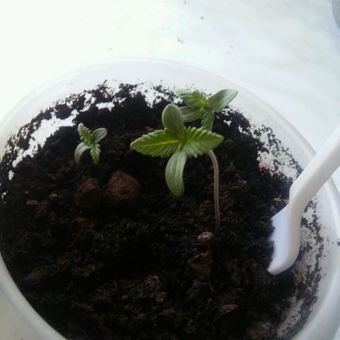Иедика growlog timeline photo
