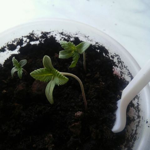 Иедика growlog timeline photo
