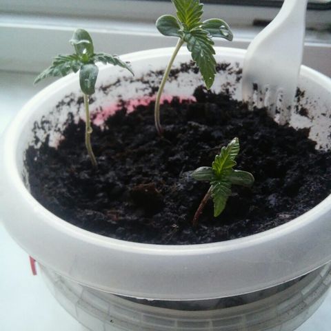 Иедика growlog photo: 6.5 см