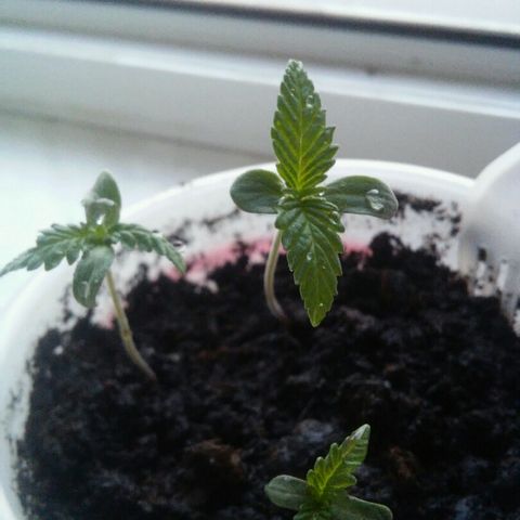 Иедика growlog photo: 6.5 см