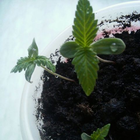Иедика growlog photo: 6.5 см