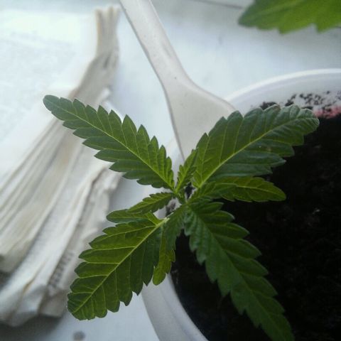 Иедика growlog photo: Одна растишка удалена
