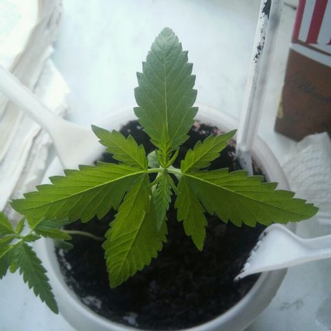 Иедика growlog photo: Одна растишка удалена