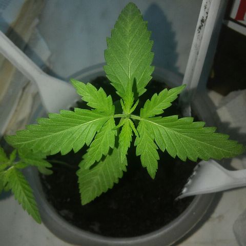 Иедика growlog photo: Одна растишка удалена