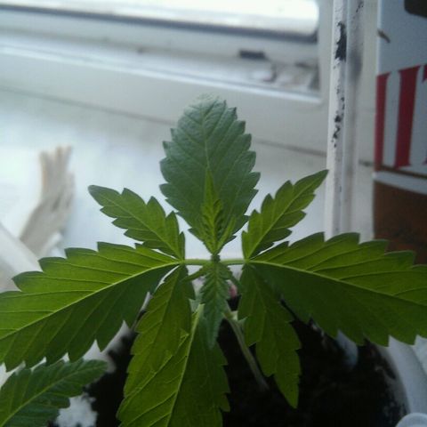 Иедика growlog photo: Одна растишка удалена