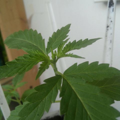 Иедика growlog timeline photo