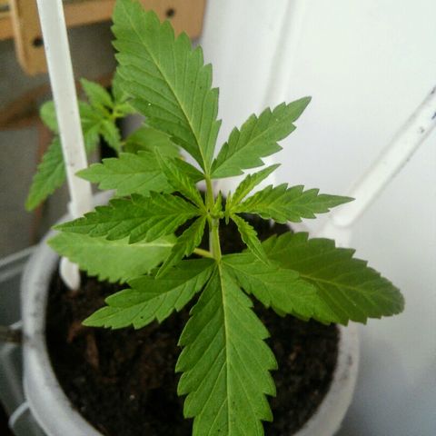 Иедика growlog timeline photo