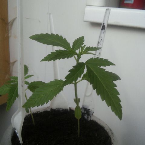 Иедика growlog timeline photo