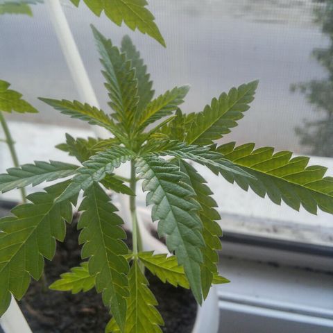Иедика growlog timeline photo