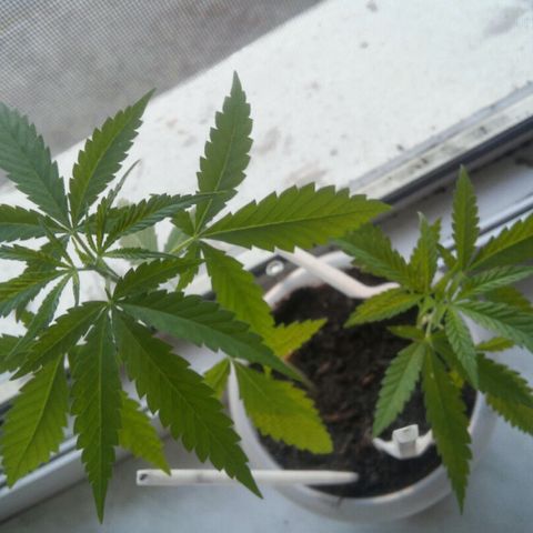 Иедика growlog timeline photo