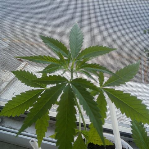 Иедика growlog timeline photo