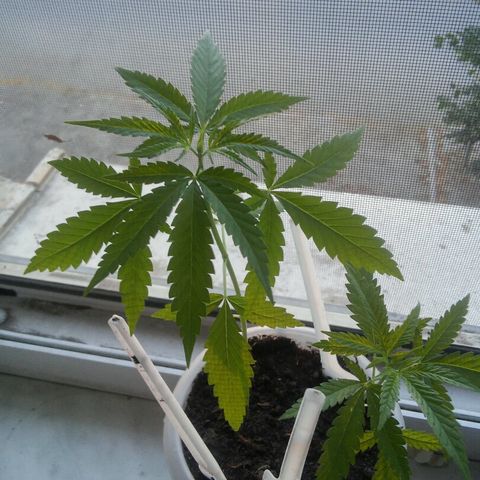 Иедика growlog timeline photo
