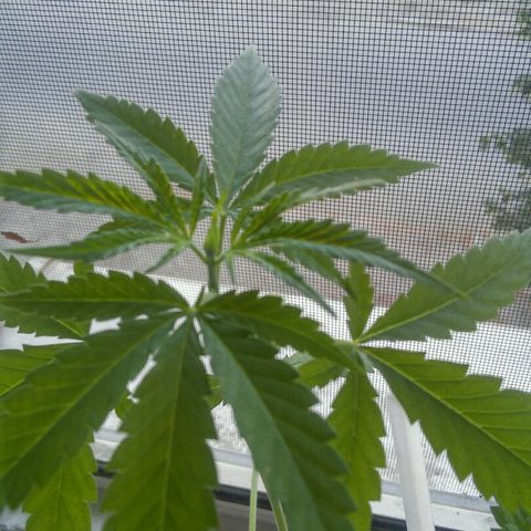 Иедика growlog timeline photo