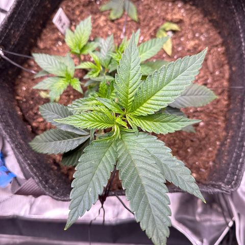 Miri Miri growlog photo: founds pest. will get a solution made and come back to spray. 