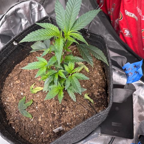 Miri Miri growlog photo: founds pest. will get a solution made and come back to spray. 