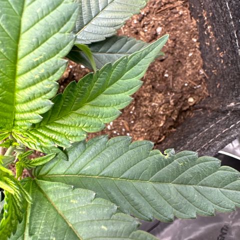 Miri Miri growlog photo: founds pest. will get a solution made and come back to spray. 